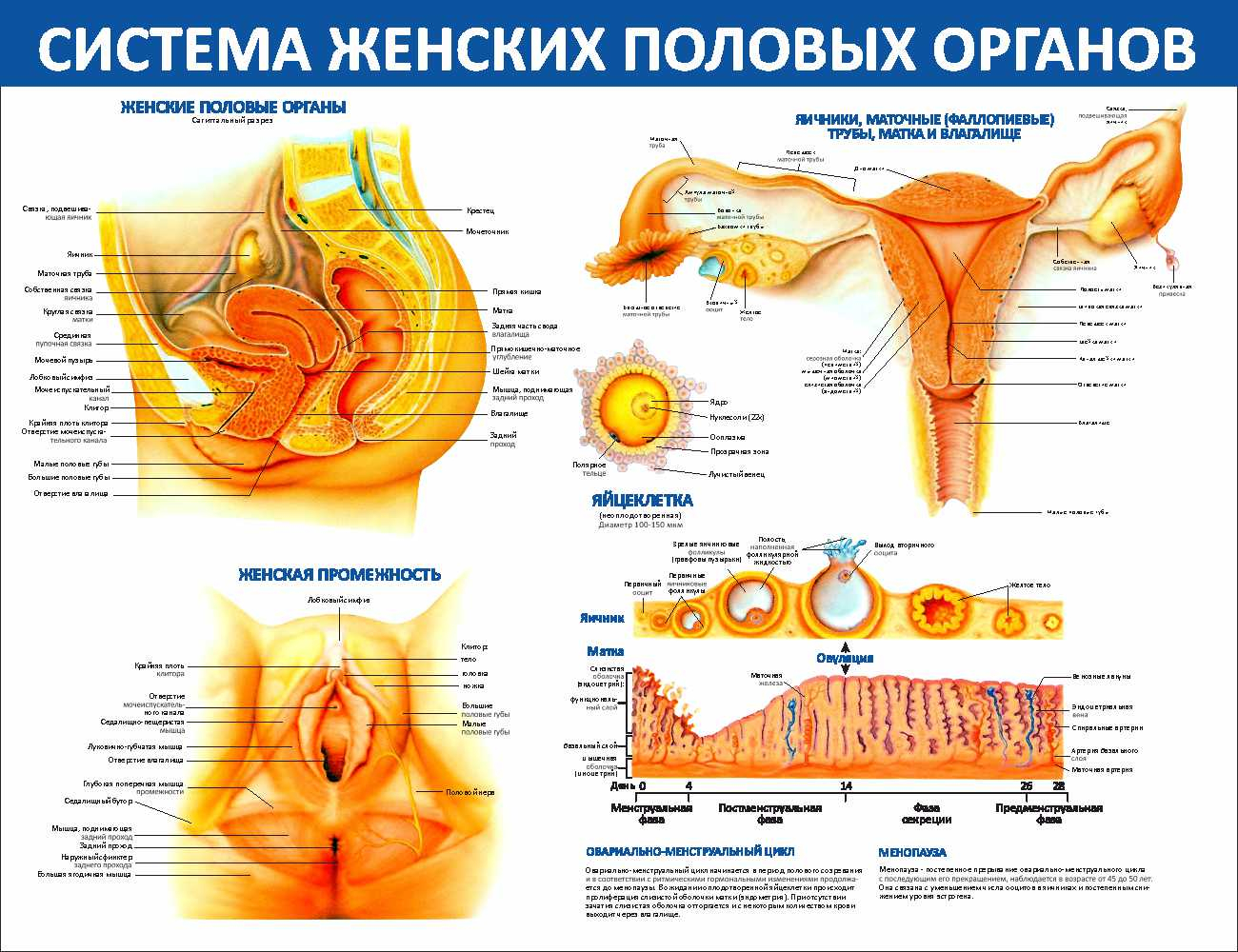 Система женских половых органовПсков