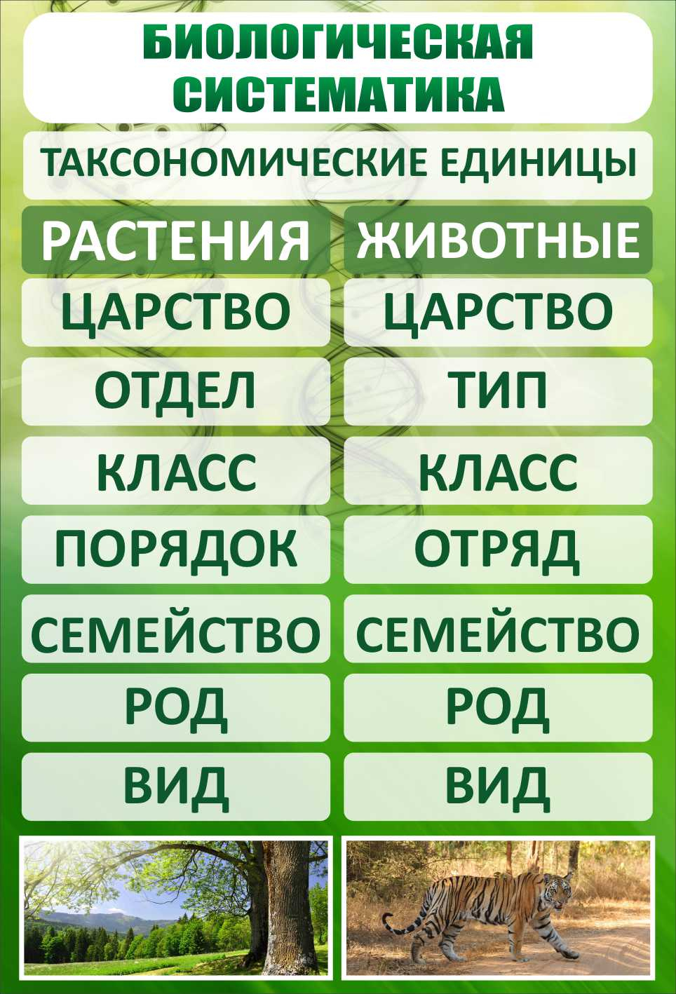 Стенд Биологическая систематика купить в Пскове заказать изготовление